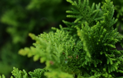 Terpene Resin Series